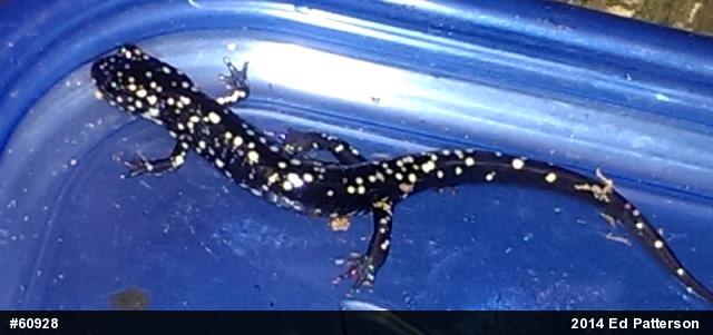 Northern Slimy Salamander