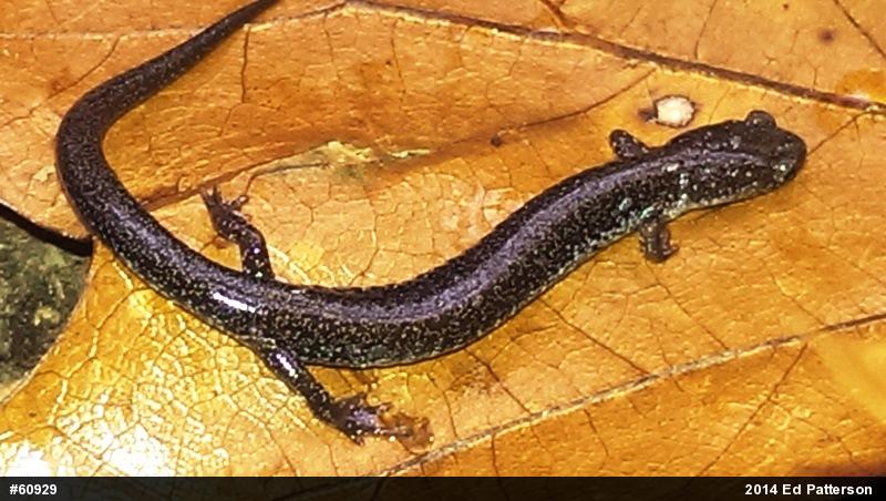 Valley And Ridge Salamander