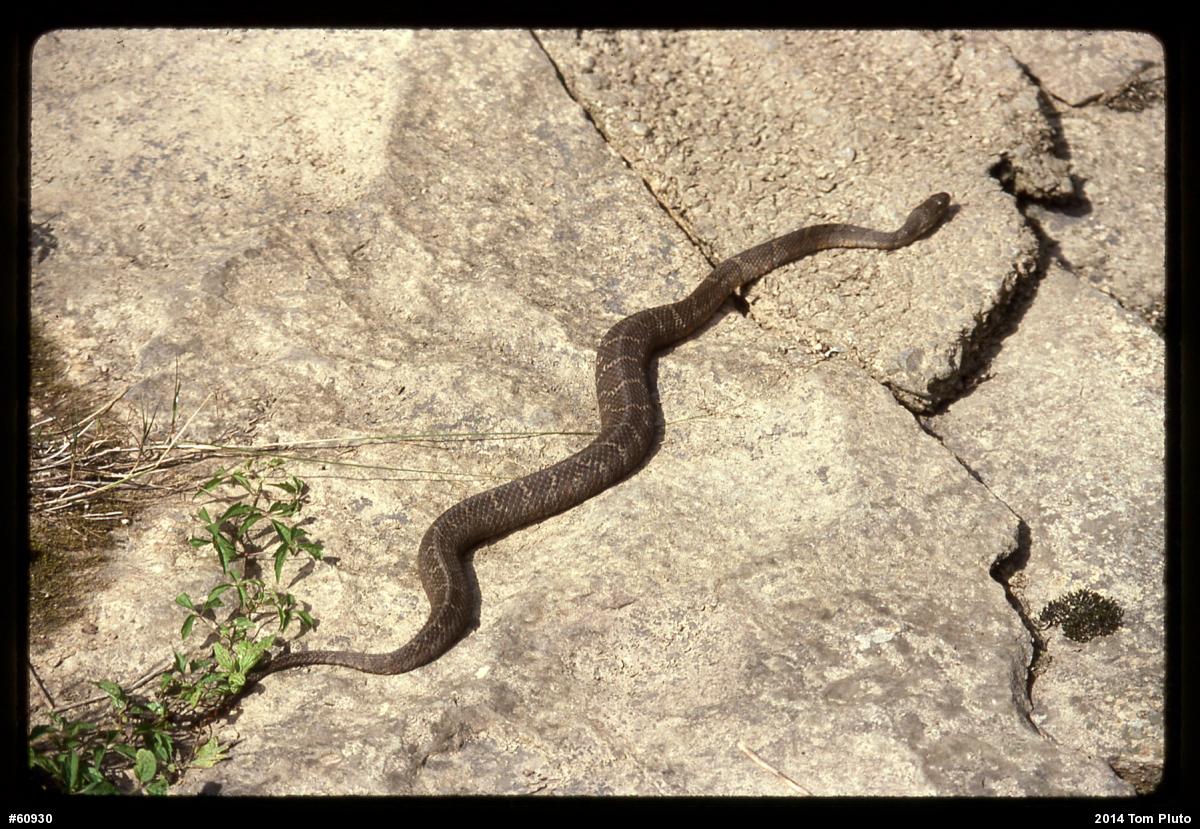 Northern Watersnake