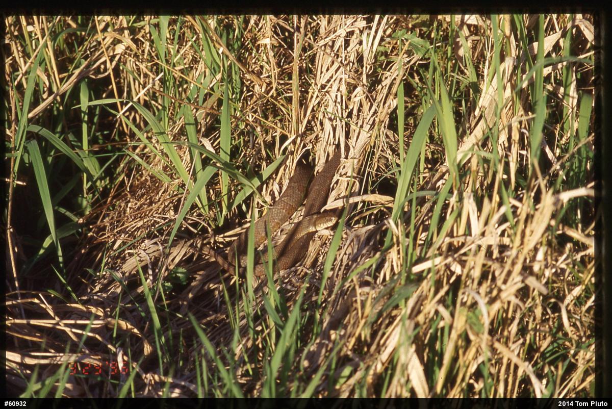 Northern Watersnake