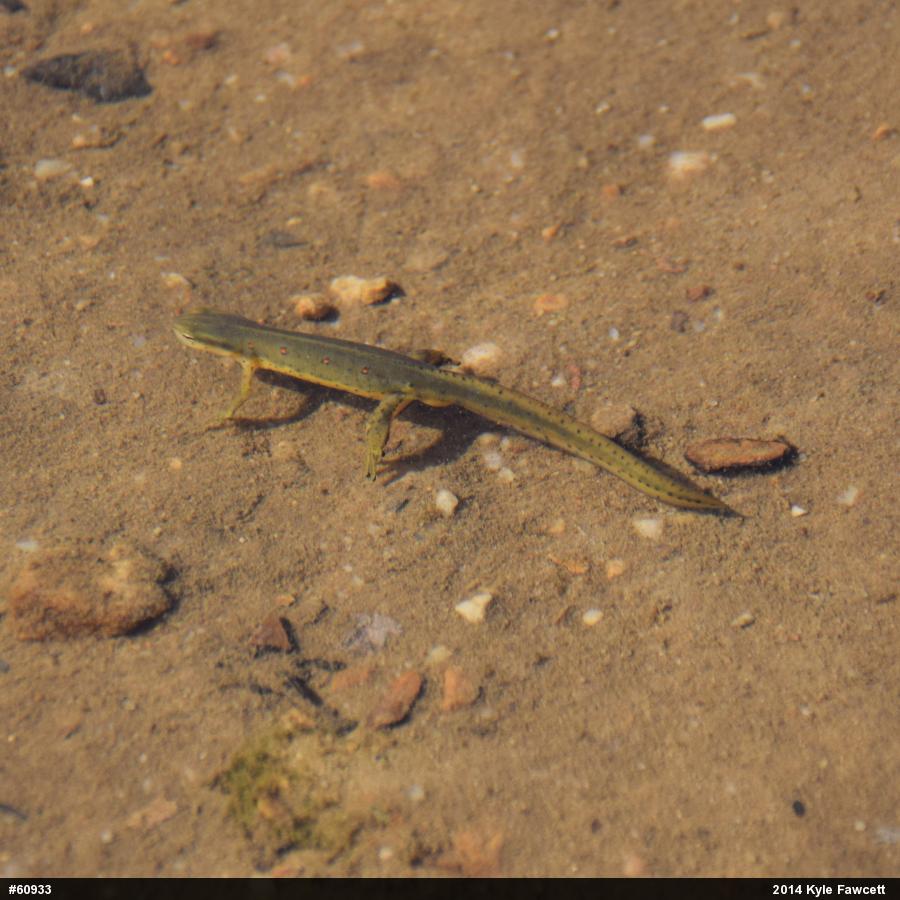 Red-spotted Newt