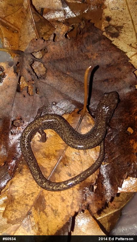 Valley And Ridge Salamander