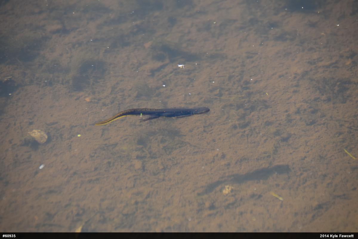 Red-spotted Newt