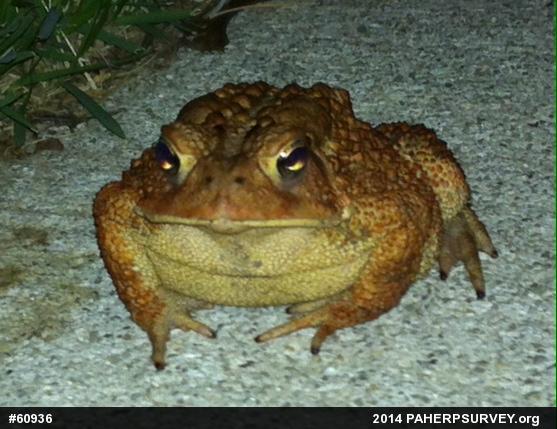 Eastern American Toad