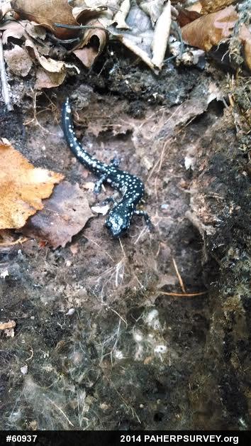 Northern Slimy Salamander