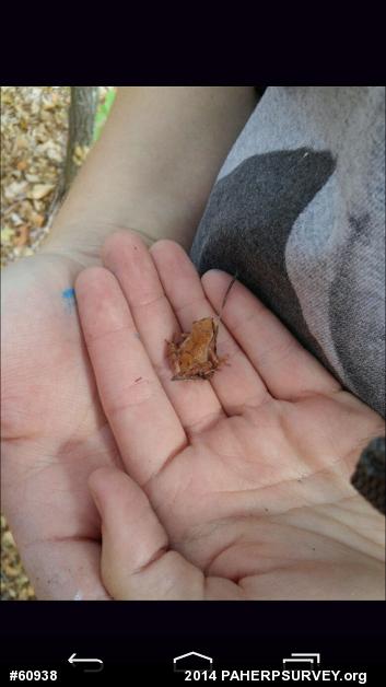 Spring Peeper