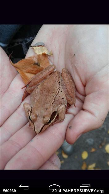 Wood Frog