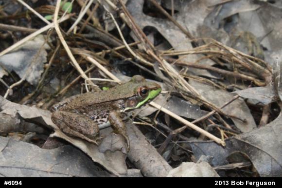 Green Frog