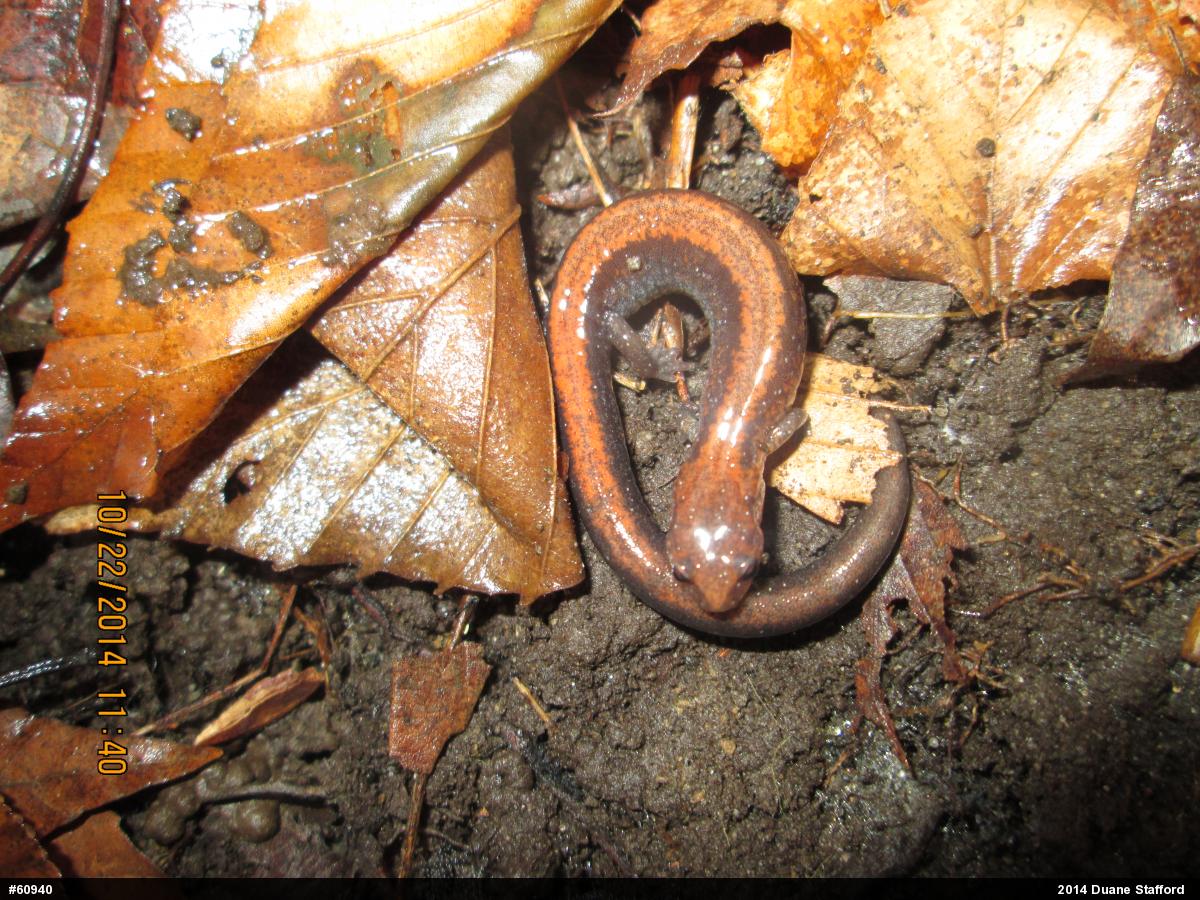 Eastern Red-backed  Salamander