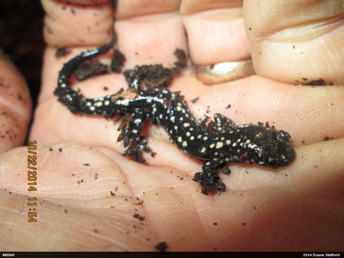 Northern Slimy Salamander