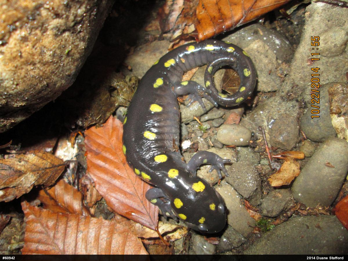 Spotted Salamander