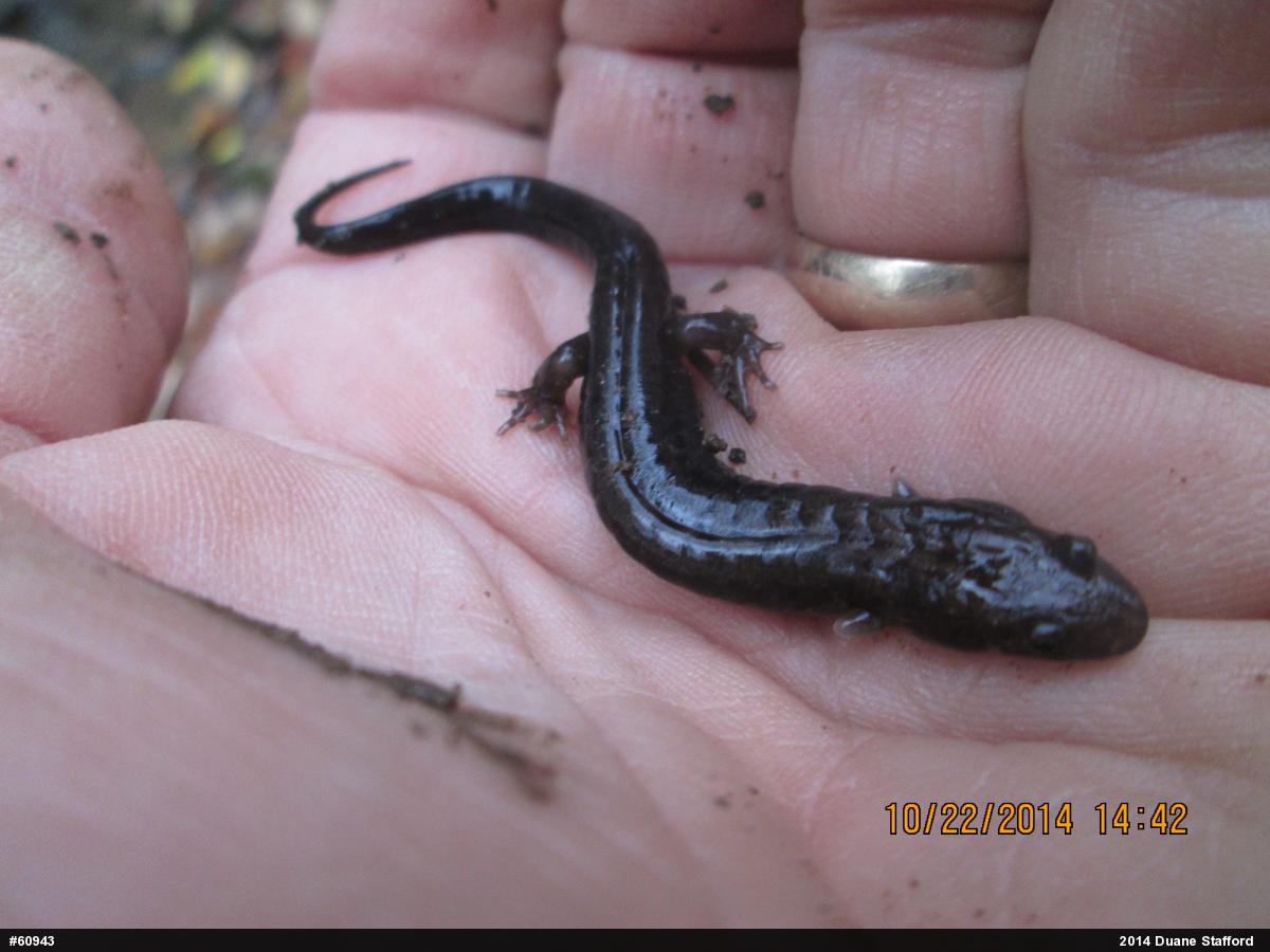 Allegheny Mountain Dusky Salamander