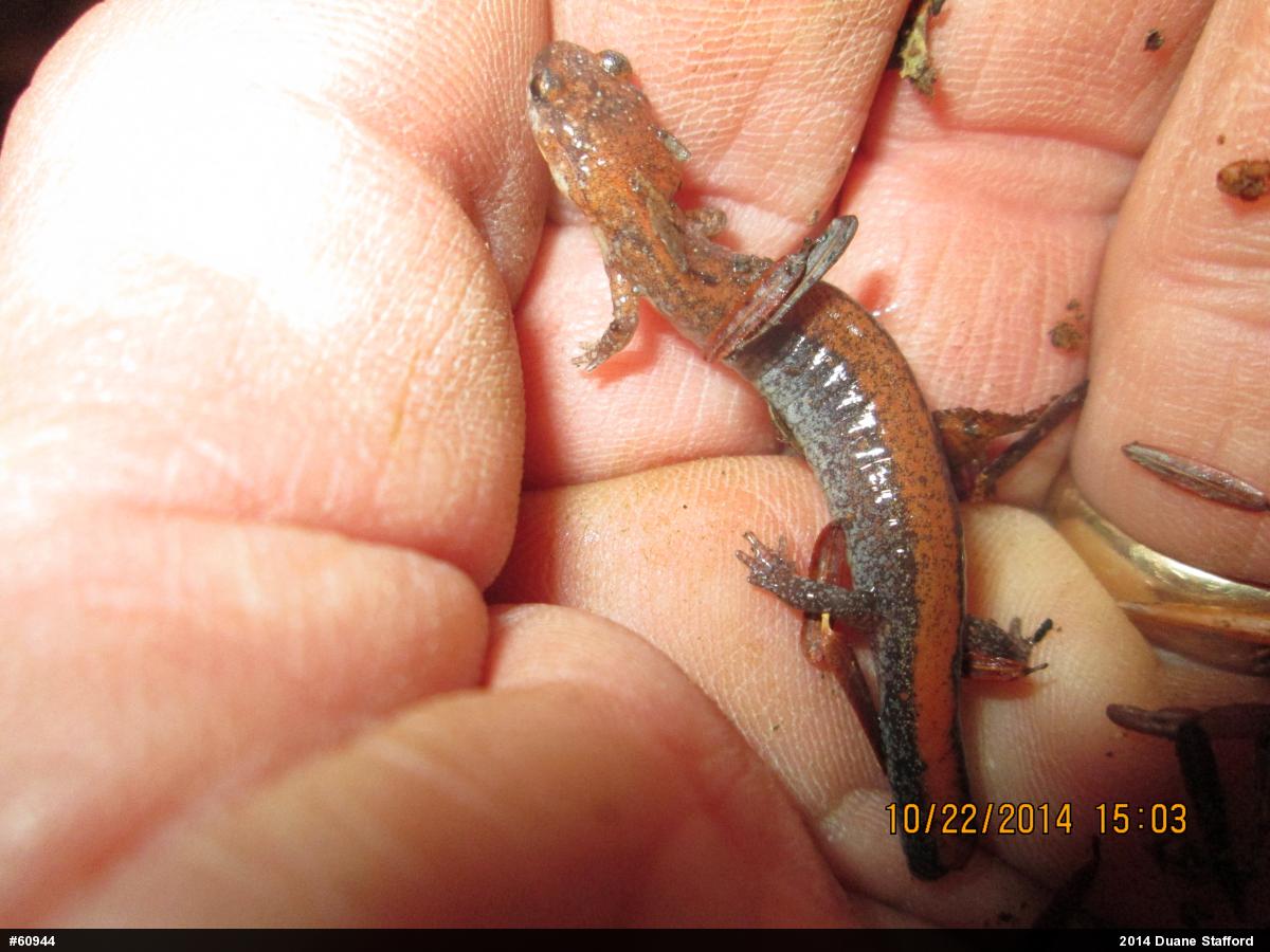 Eastern Red-backed  Salamander