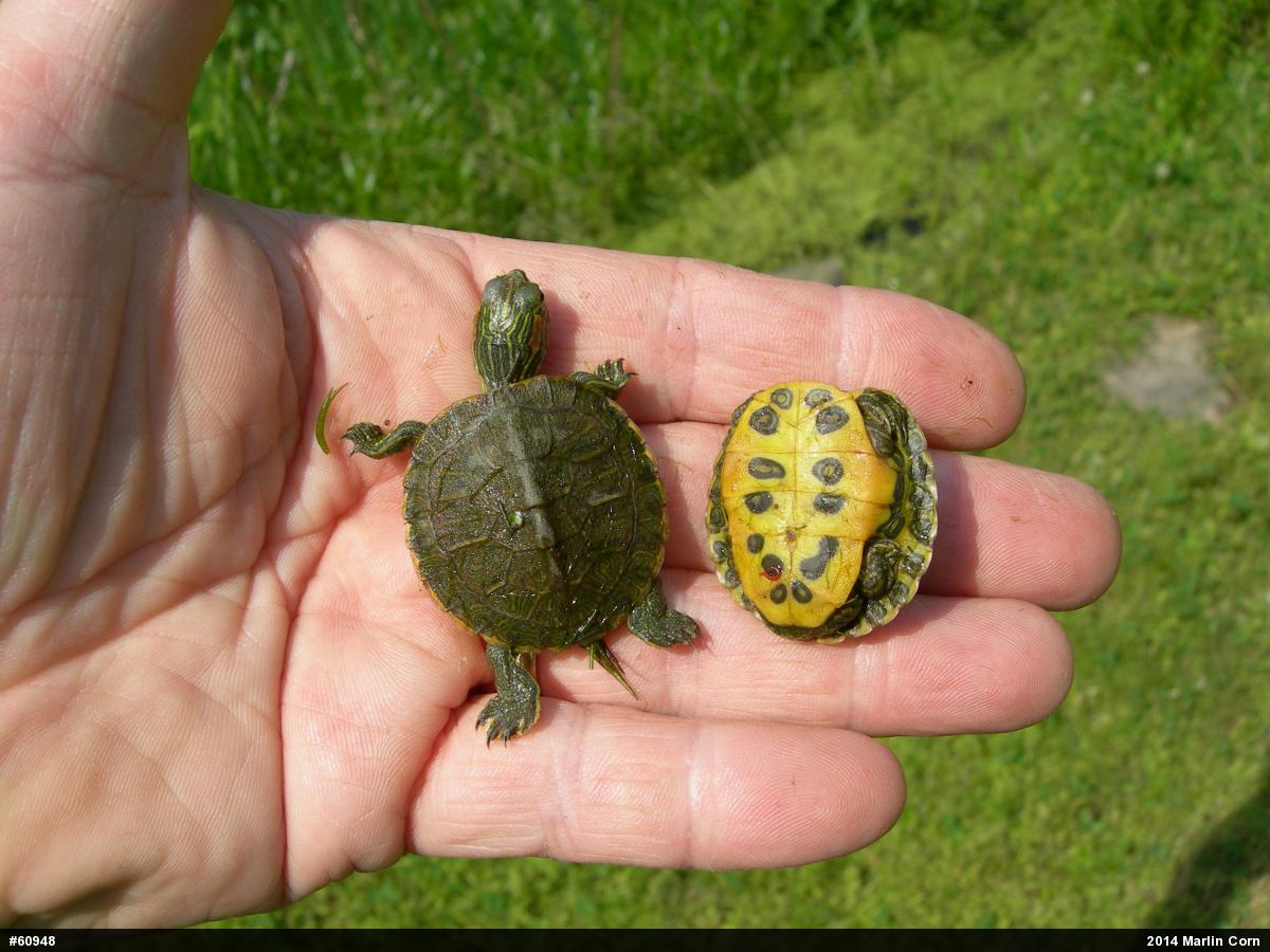 Red-eared Slider