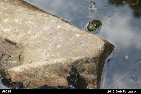 Green Frog