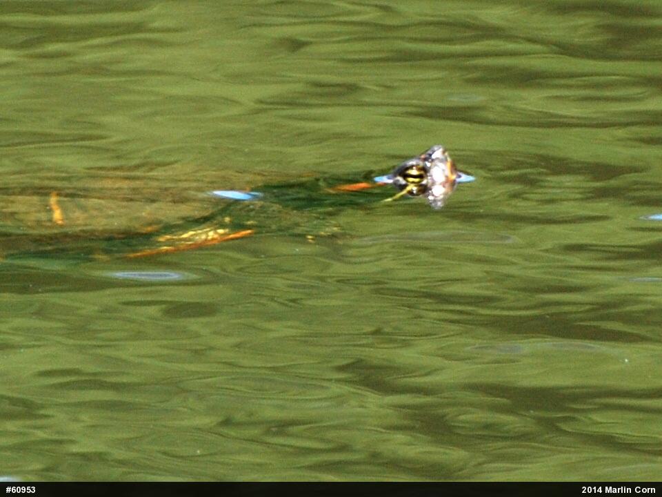 Red-eared Slider