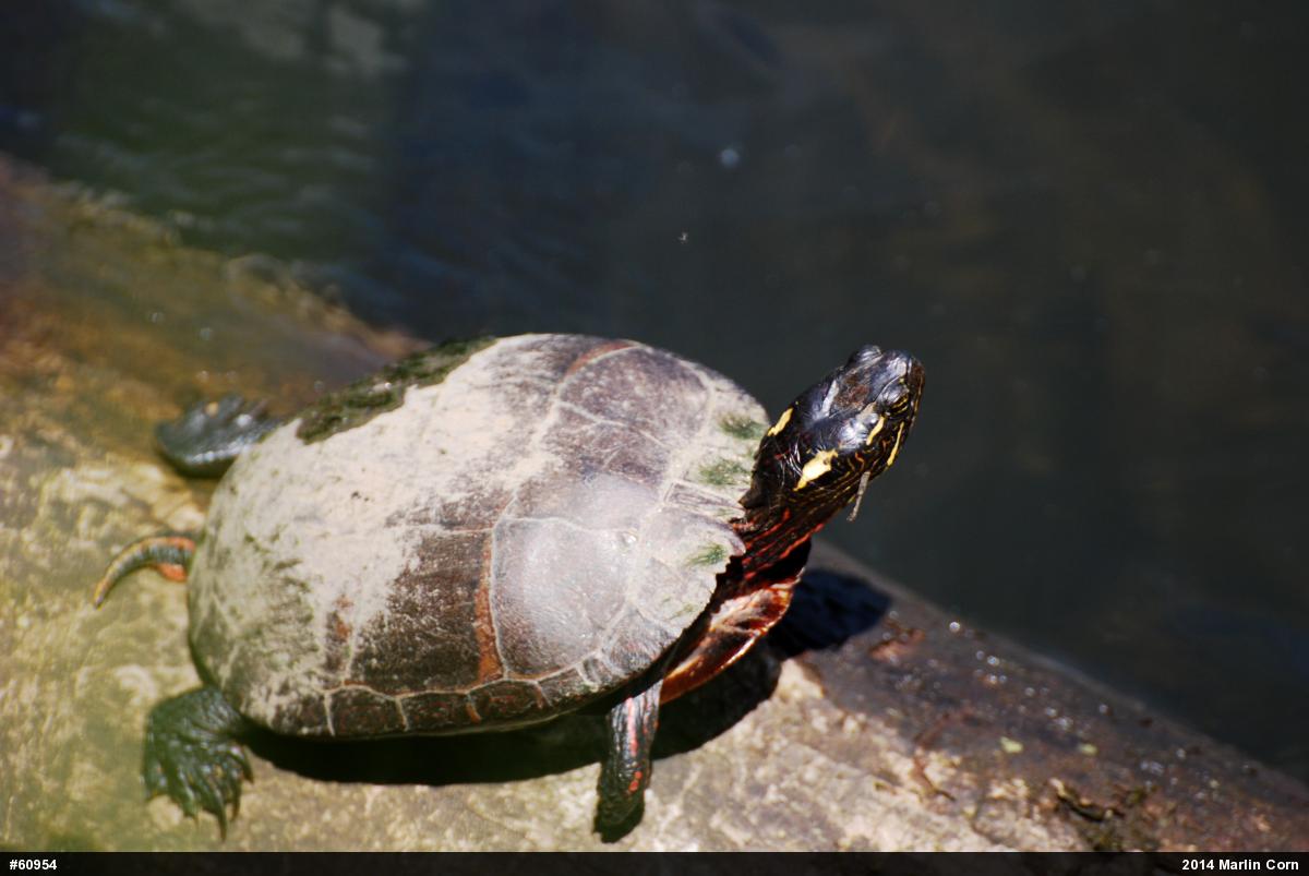 Painted Turtle