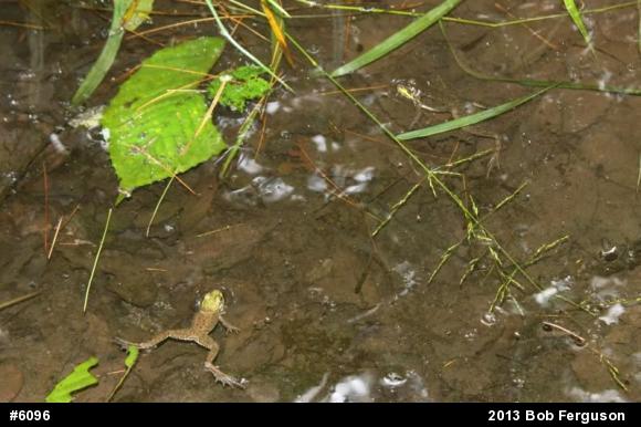 Green Frog