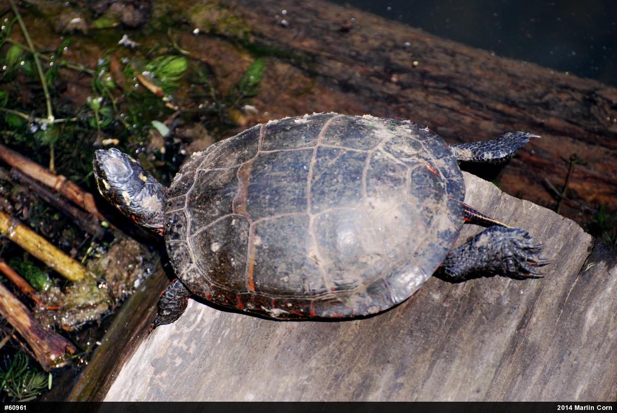 Painted Turtle