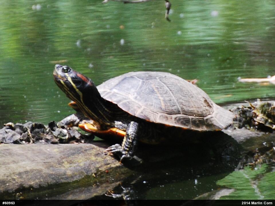 Red-eared Slider