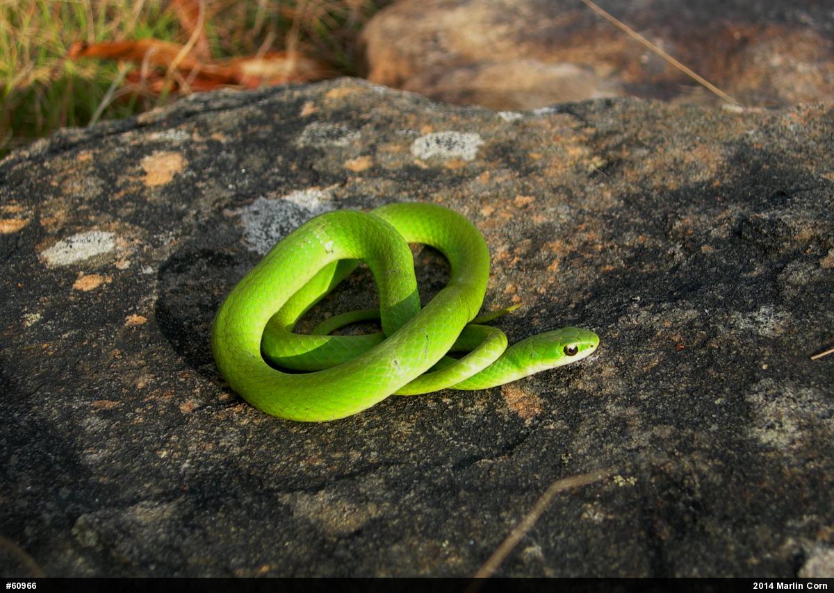 Smooth Greensnake