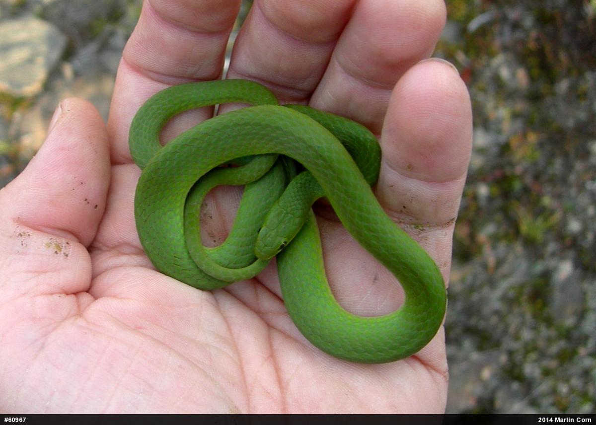 Smooth Greensnake