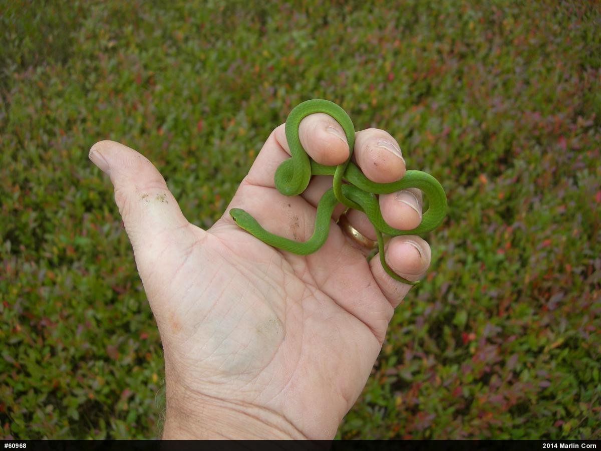 Smooth Greensnake