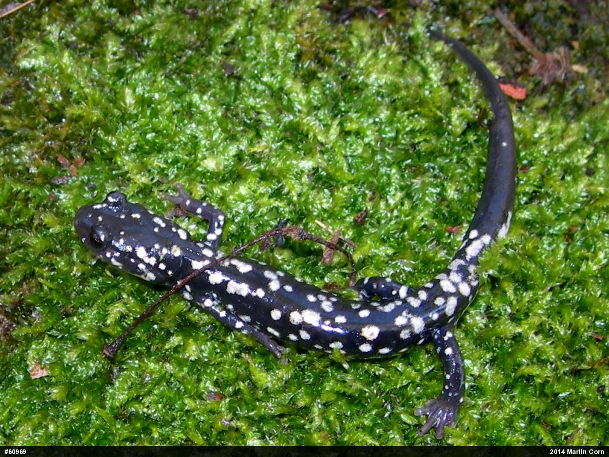 Northern Slimy Salamander