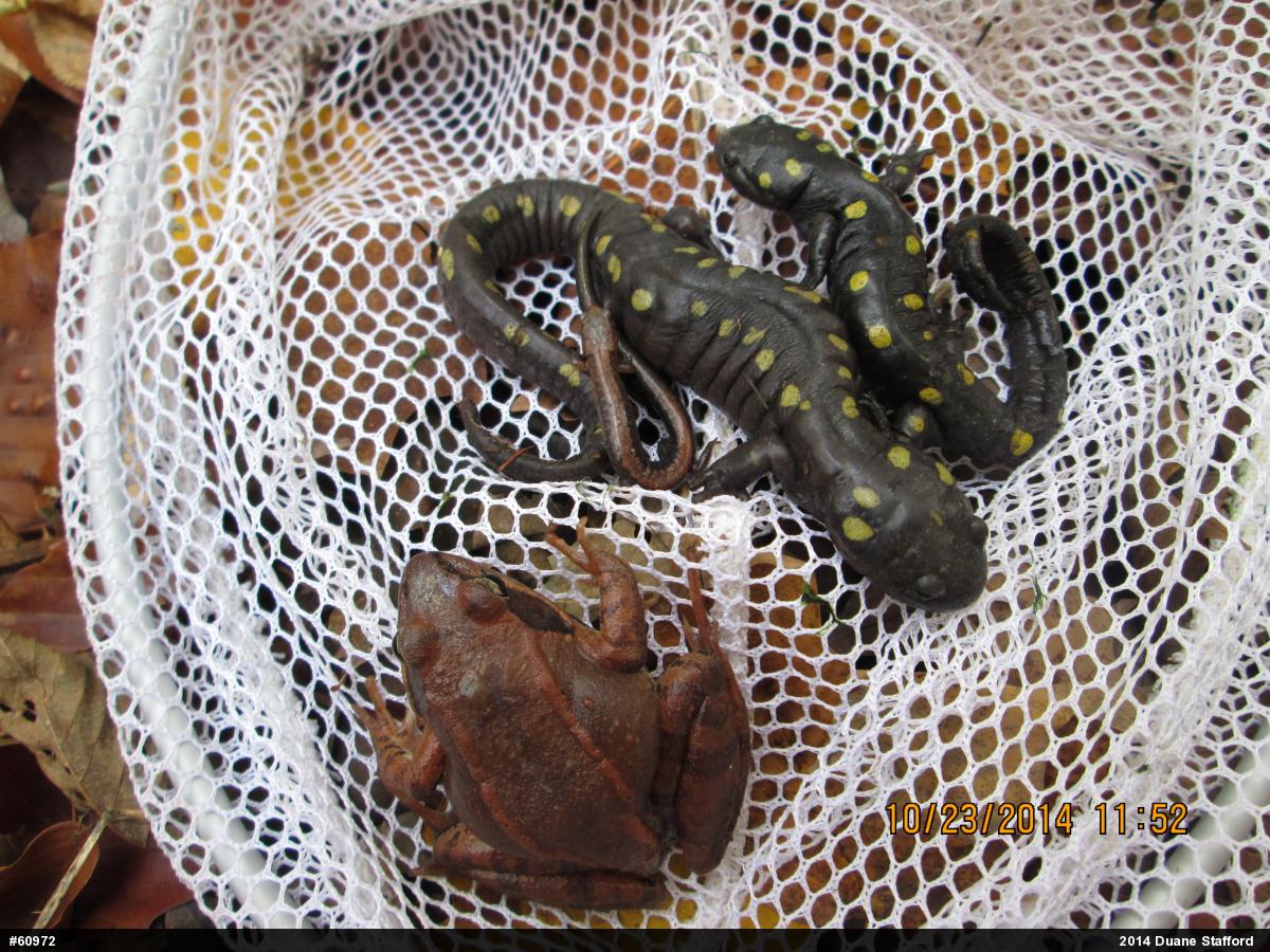 Eastern Red-backed  Salamander