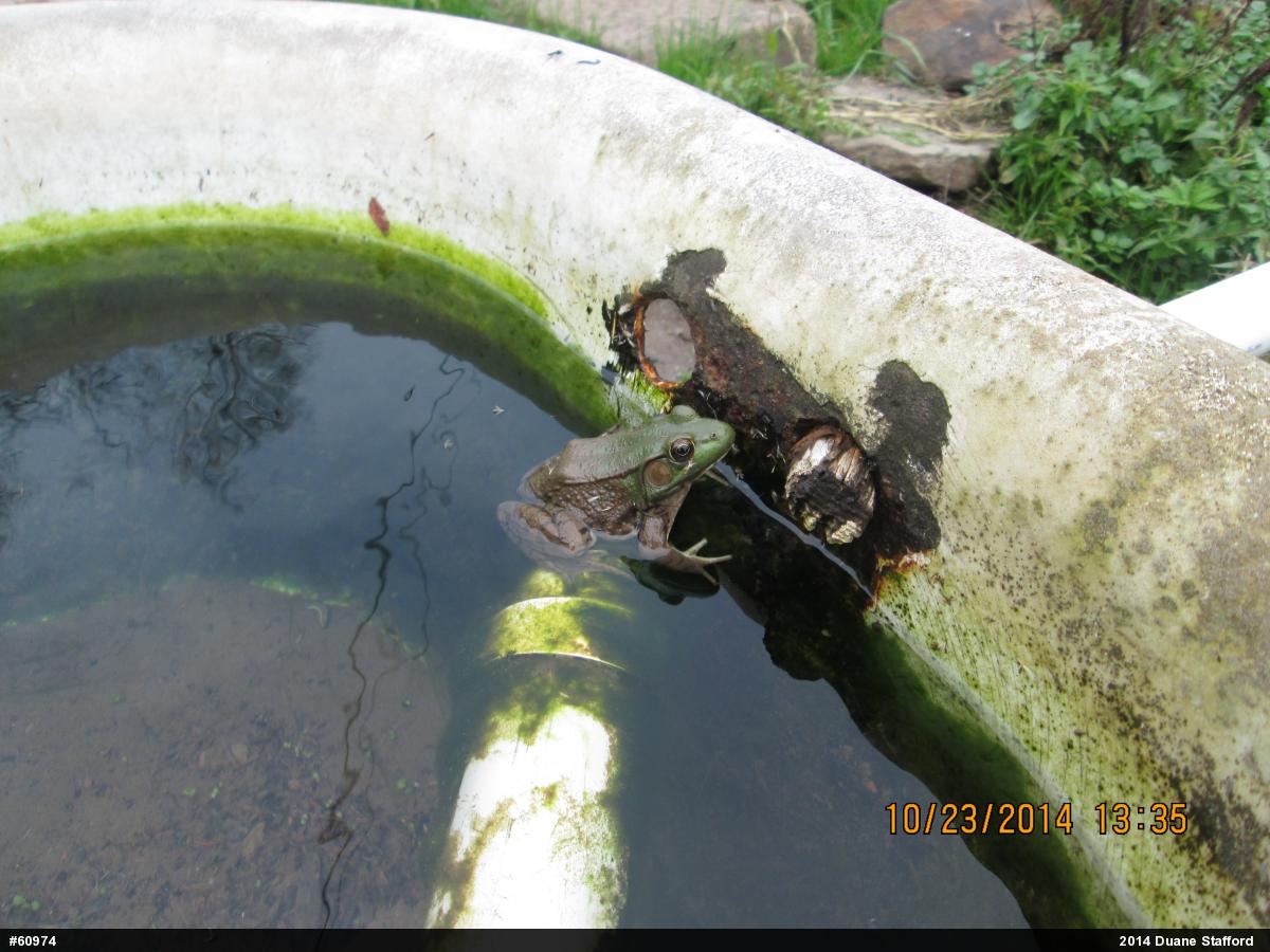 Green Frog