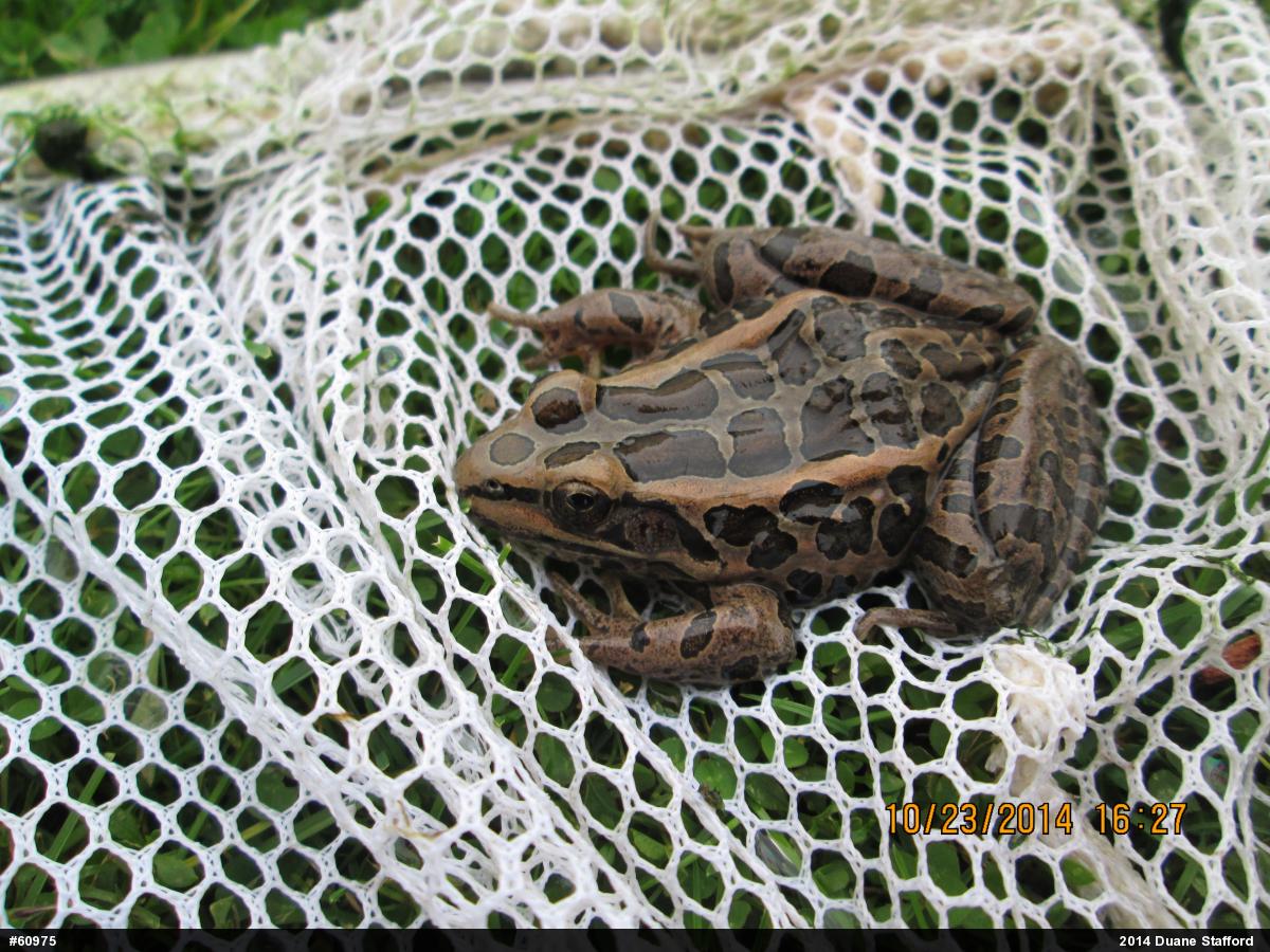 Pickerel Frog