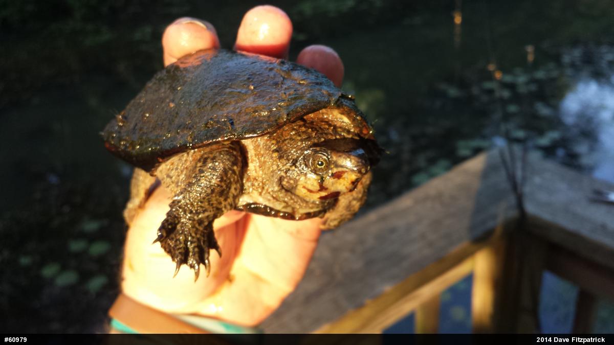 Eastern Musk Turtle