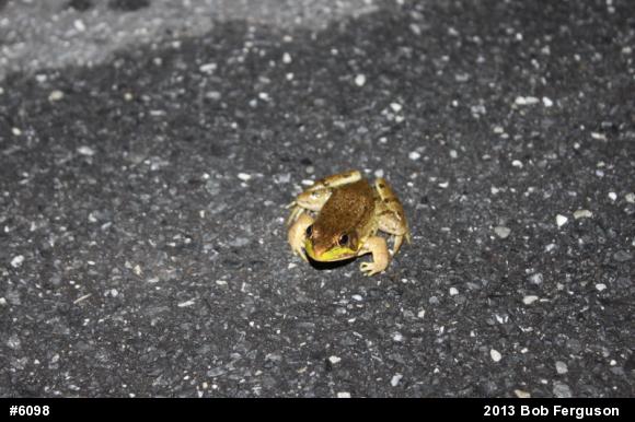 Green Frog