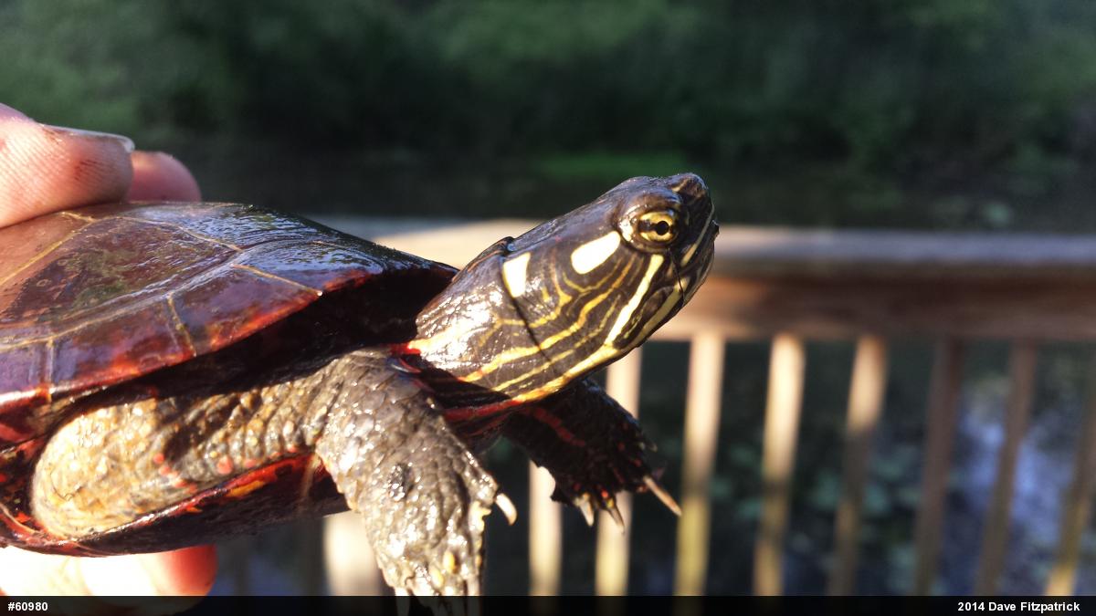 Eastern Painted Turtle