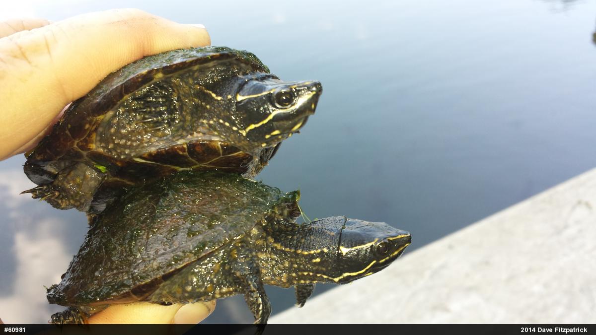 Eastern Musk Turtle