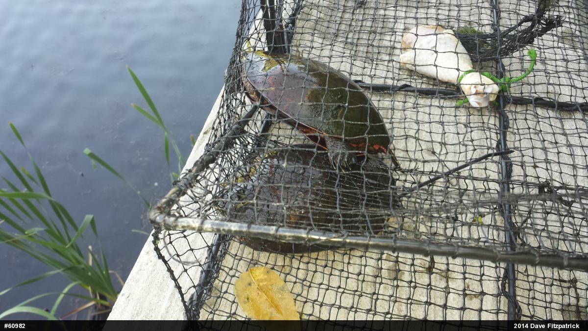 Painted Turtle