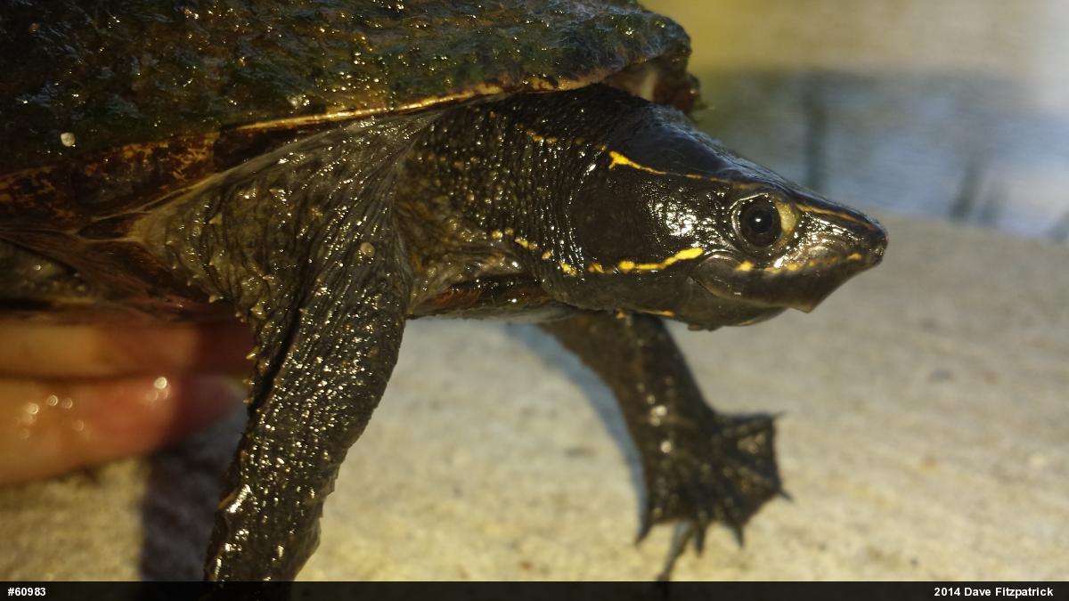 Eastern Musk Turtle