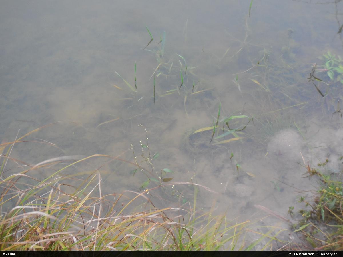 Red-spotted Newt