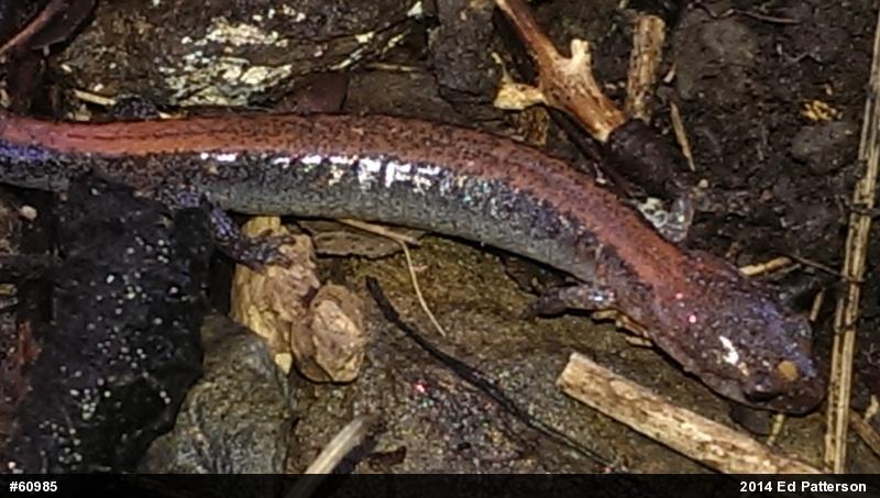 Eastern Red-backed  Salamander