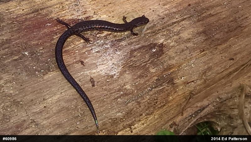 Valley And Ridge Salamander