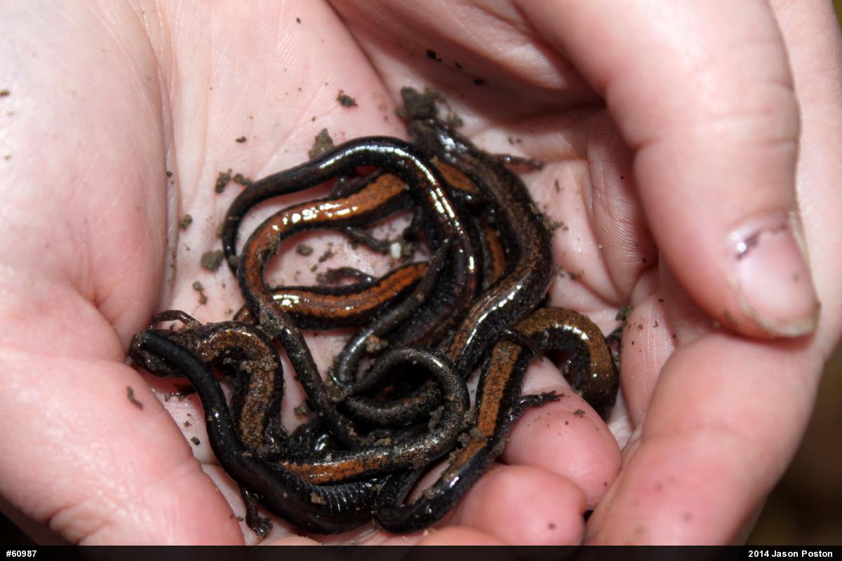 Eastern Red-backed  Salamander