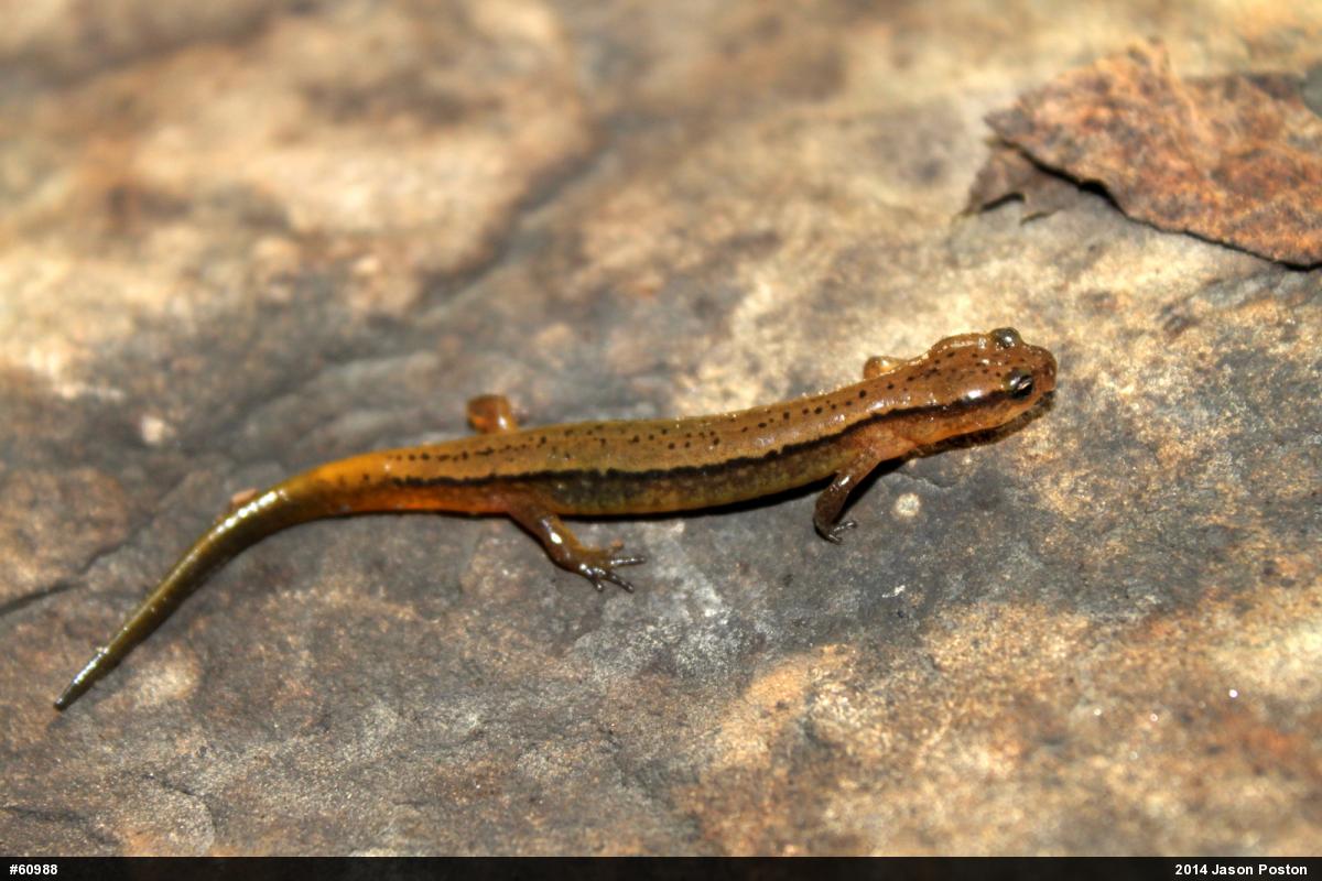 Northern Two-lined Salamander