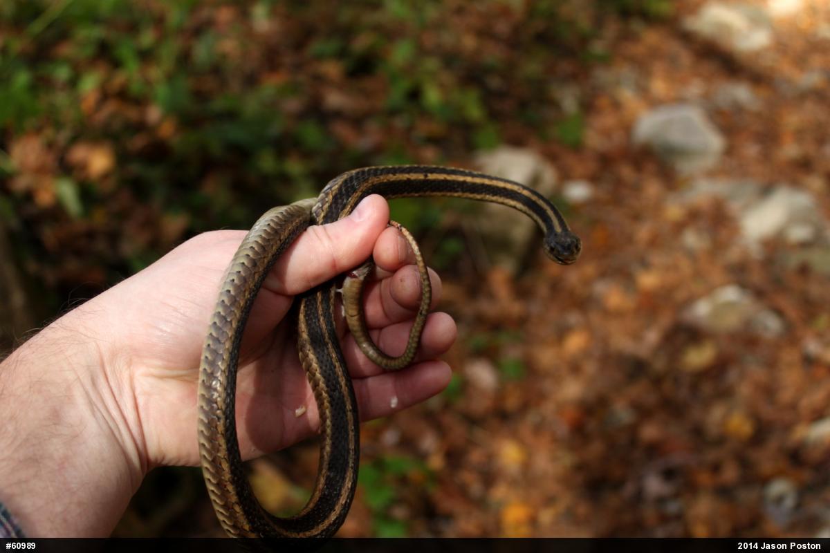 Eastern Gartersnake
