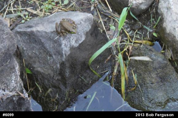 Green Frog