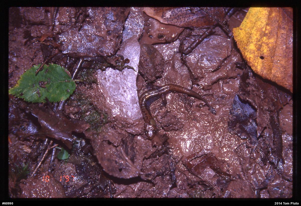 Allegheny Mountain Dusky Salamander