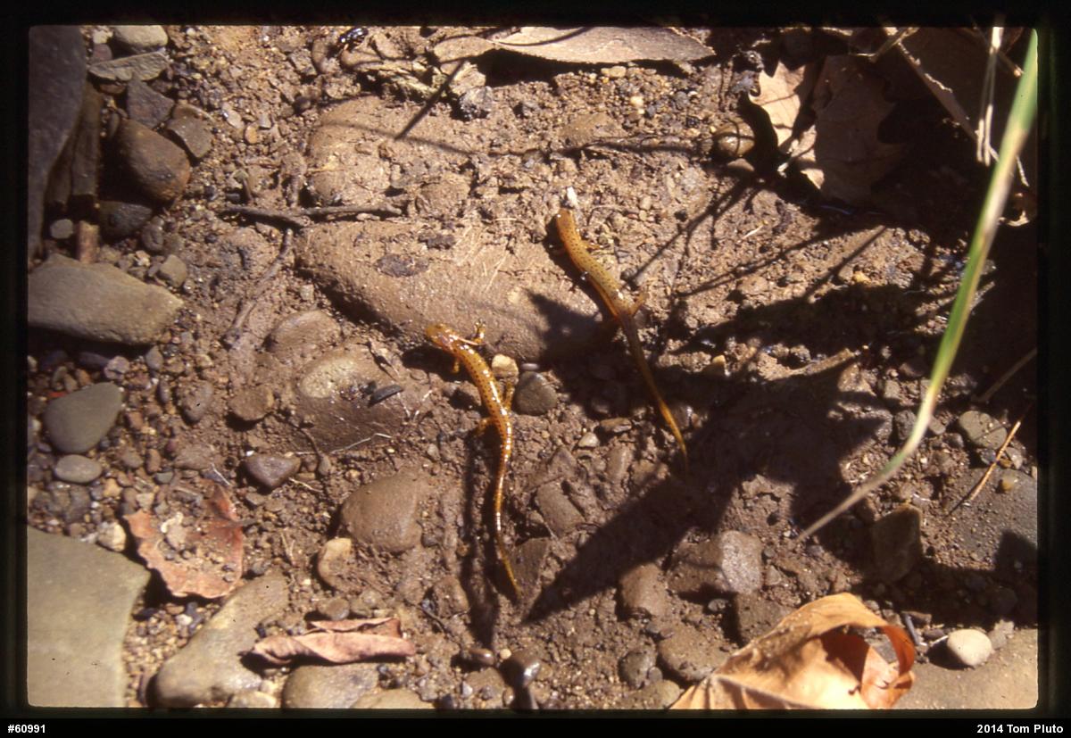 Eastern Long-tailed Salamander