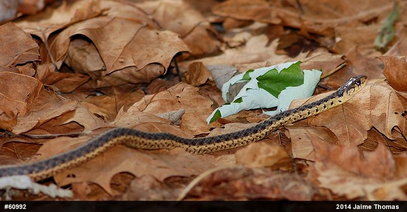 Eastern Gartersnake