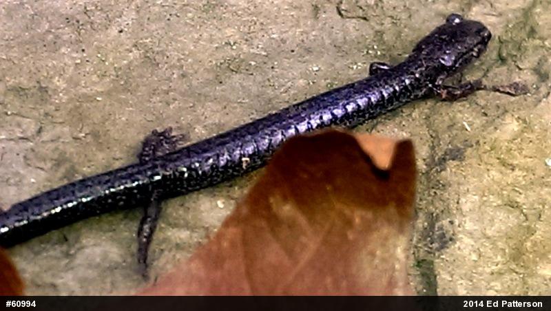Valley And Ridge Salamander