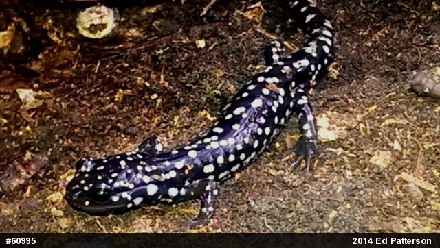 Northern Slimy Salamander