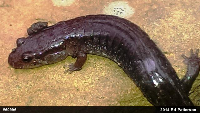 Northern Dusky Salamander